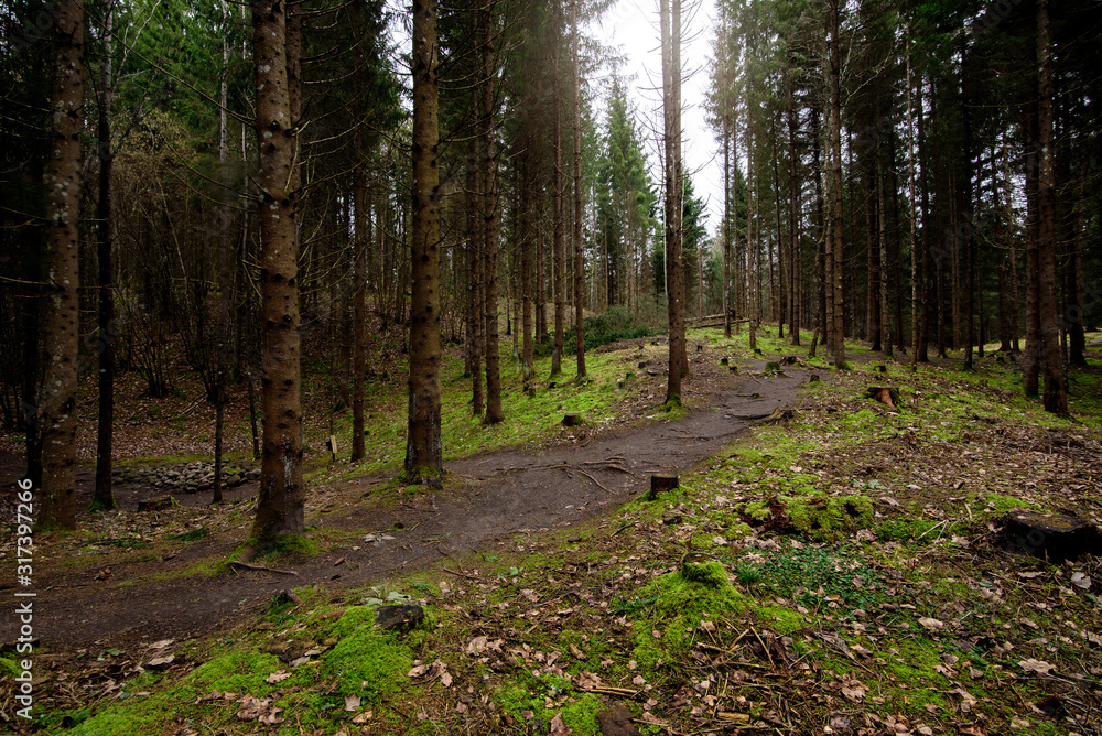 Obraz premium Dark and moody forest during rainy day.