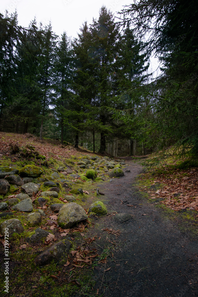 Green moss on the rocks in the forest during rainy day. Green moss on the rocks in the forest during rainy day.