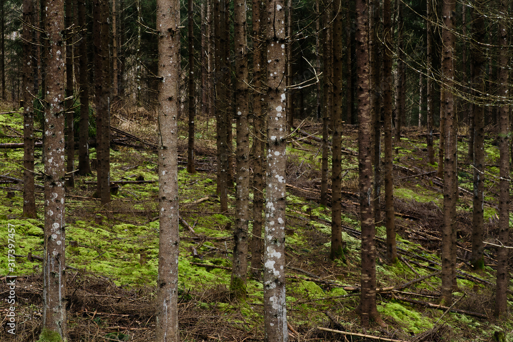 Dark and moody forest during rainy day. Dark and moody forest during rainy day.