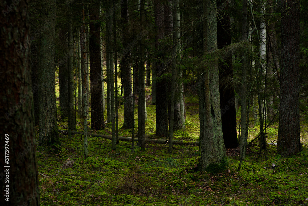 Fototapeta premium Dark and moody forest during rainy day.