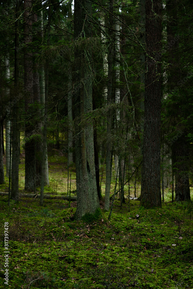 Fototapeta premium Dark and moody forest during rainy day.