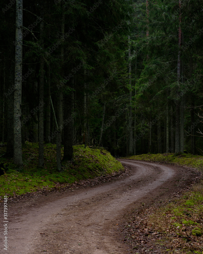 Obraz premium S curve dirt road in the forest during dark moody day.