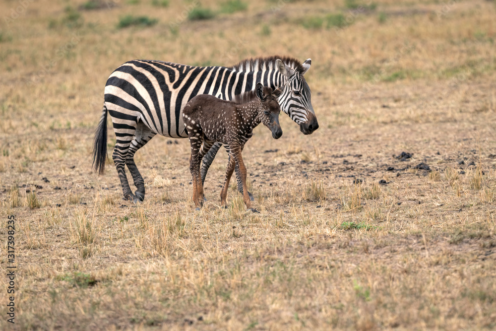 Rare zebra foal with polka dots (spots) instead of stripes, named Tira after the guide who first saw her, with its mother. Image taken in the Masai Mara National Park in Kenya. Rare zebra foal with polka dots (spots) instead of stripes, named Tira after the guide who first saw her, with its mother. Image taken in the Masai Mara National Park in Kenya.