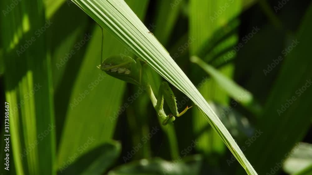 Pregnant female African green praying mantis among green leaves blowing gently in the wind, predator insect hunting. close up macro footage. Pregnant female African green praying mantis among green leaves blowing gently in the wind, predator insect hunting. close up macro footage.