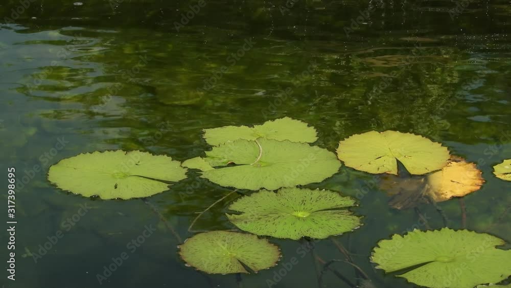 Beautiful rustic yellow and green water lily leaves floating in moving crystal clear water pond with waves rippling gently. Walter Sisulu botanical gardens. Beautiful rustic yellow and green water lily leaves floating in moving crystal clear water pond with waves rippling gently. Walter Sisulu botanical gardens.