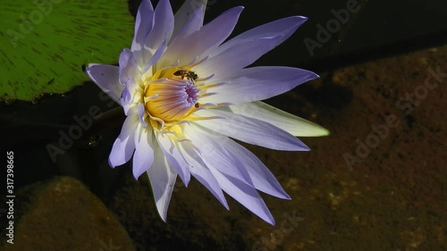 Beautiful lilac blue water lily in moving crystal clear water pond visited by pollen collecting honey bees gently swaying in the wind. Walter Sisulu botanical gardens. photo