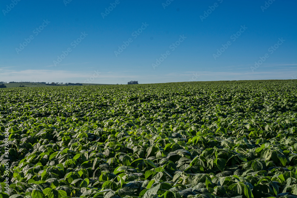 campo de soja campo de soja
