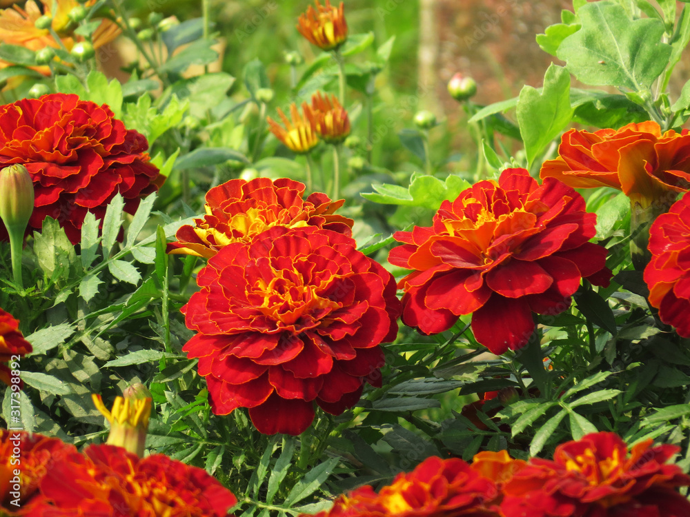 Beautiful red marigold flower blooming in garden Beautiful red marigold flower blooming in garden