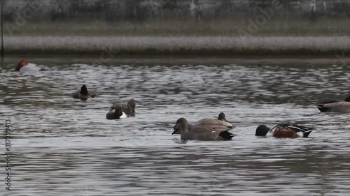 水面で餌をついばむ鳥たち　ー　無音声
