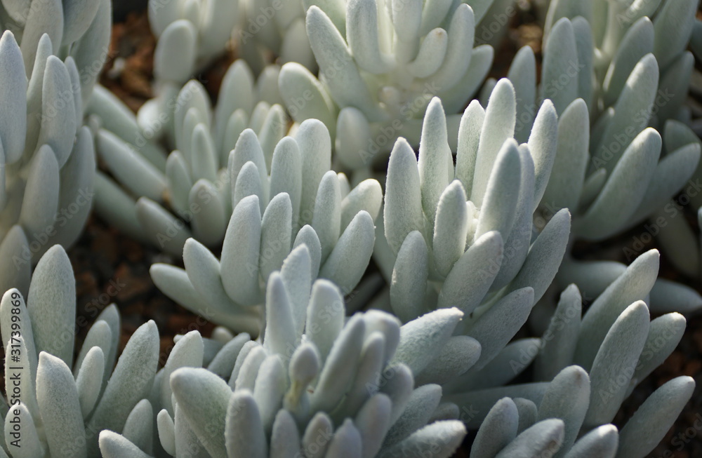 Obraz premium Cocoon plant, a perennial South African small shrub