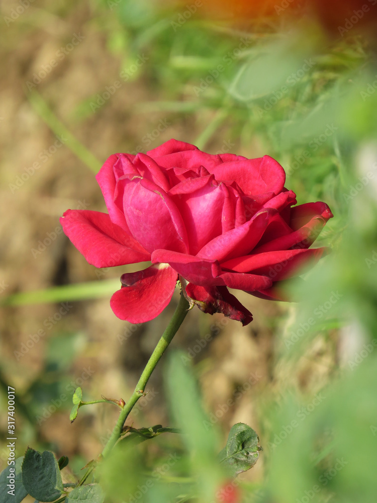 Red rose flower bloom on a background of blurry red roses in a roses garden Red rose flower bloom on a background of blurry red roses in a roses garden