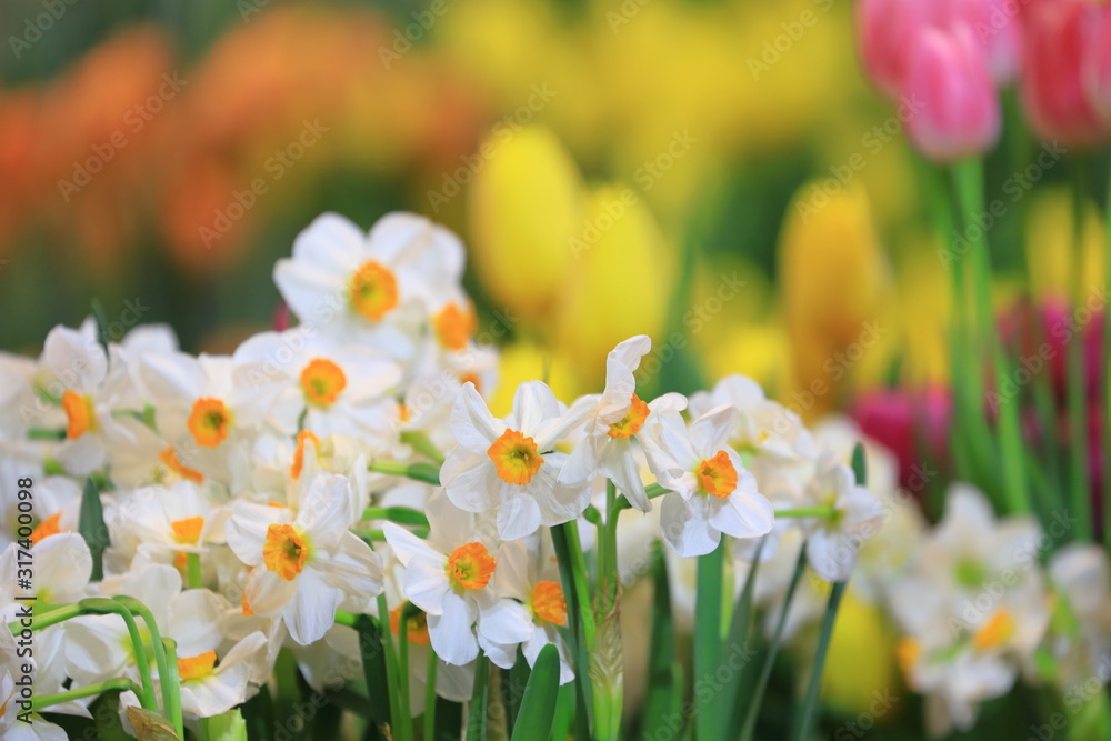 White narcissus daffodil and tulip in flower bed for early spring bulb cottage garden White narcissus daffodil and tulip in flower bed for early spring bulb cottage garden