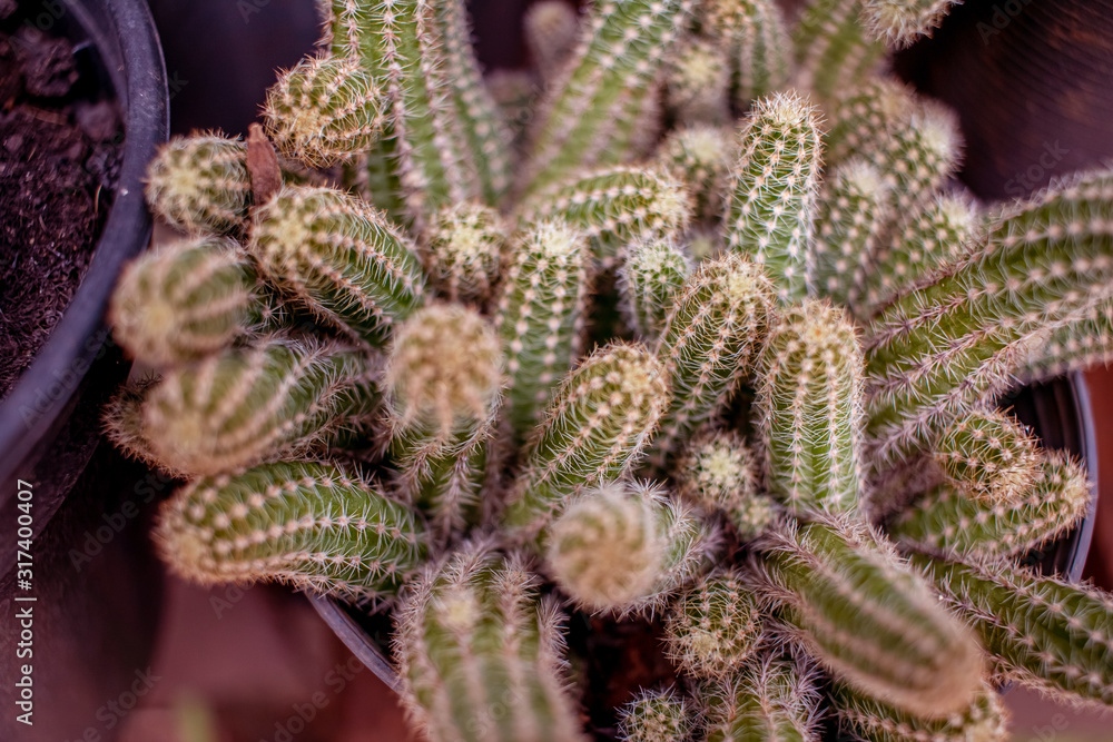 Cactus with its spines, are very resistant and easy to care for. Cactus with its spines, are very resistant and easy to care for.