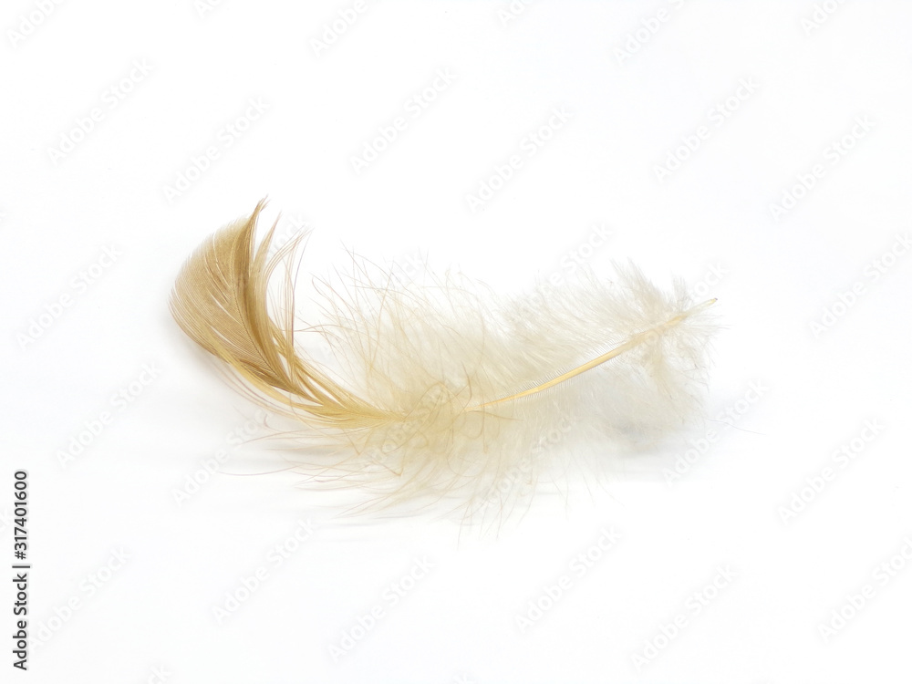 Isolated bird feather is white with a brown tint. Fluff of birds on a white background. Isolated bird feather is white with a brown tint. Fluff of birds on a white background.