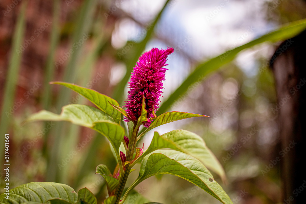 Flower known in Brazil as Crista de Galo. Flower known in Brazil as Crista de Galo.