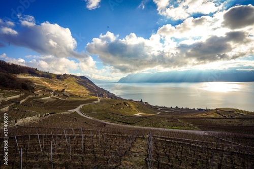 Lavaux is a region in the canton of Vaud in Switzerland, in the district of Lavaux-Oron. Lavaux consist of 830 hectares of terraced vineyards that stretch for about 30 km along the lake geneva photo