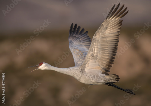 Sandhill Crane in flight