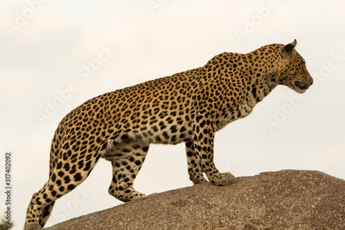 Leopardo nella savana
