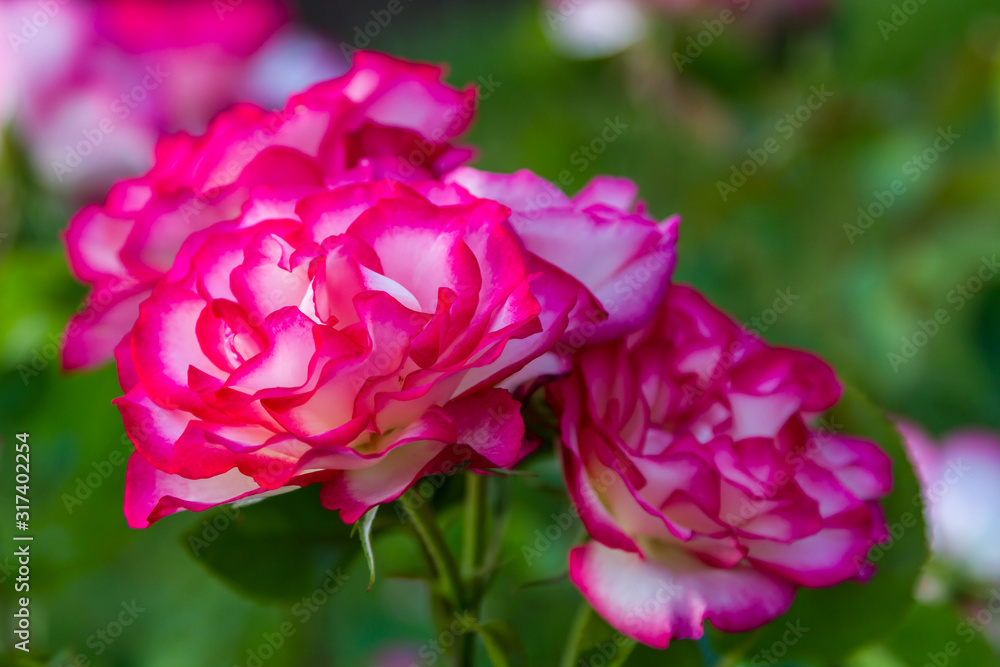 Two tone roses in a garden