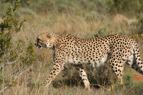 cheetah