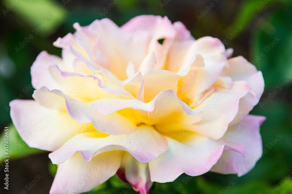 Fototapeta premium Roses in a garden