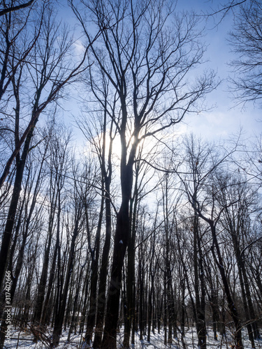 bare trees in the forest in winter