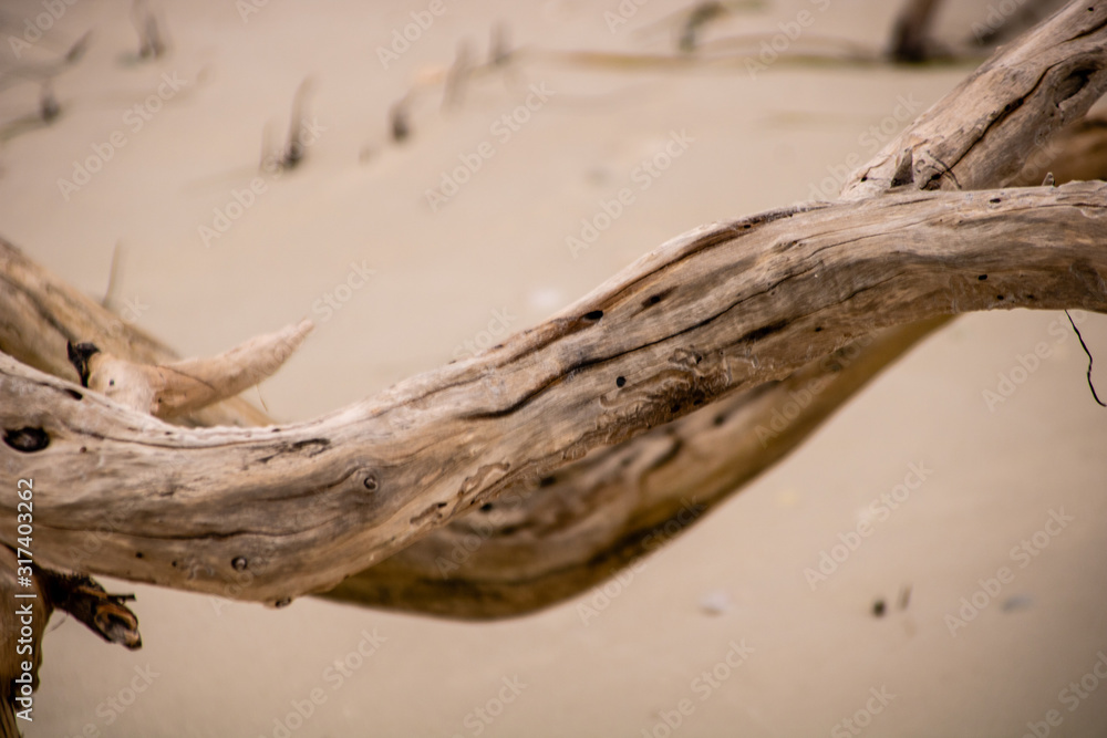 Fototapeta premium Driftwood on the Beach