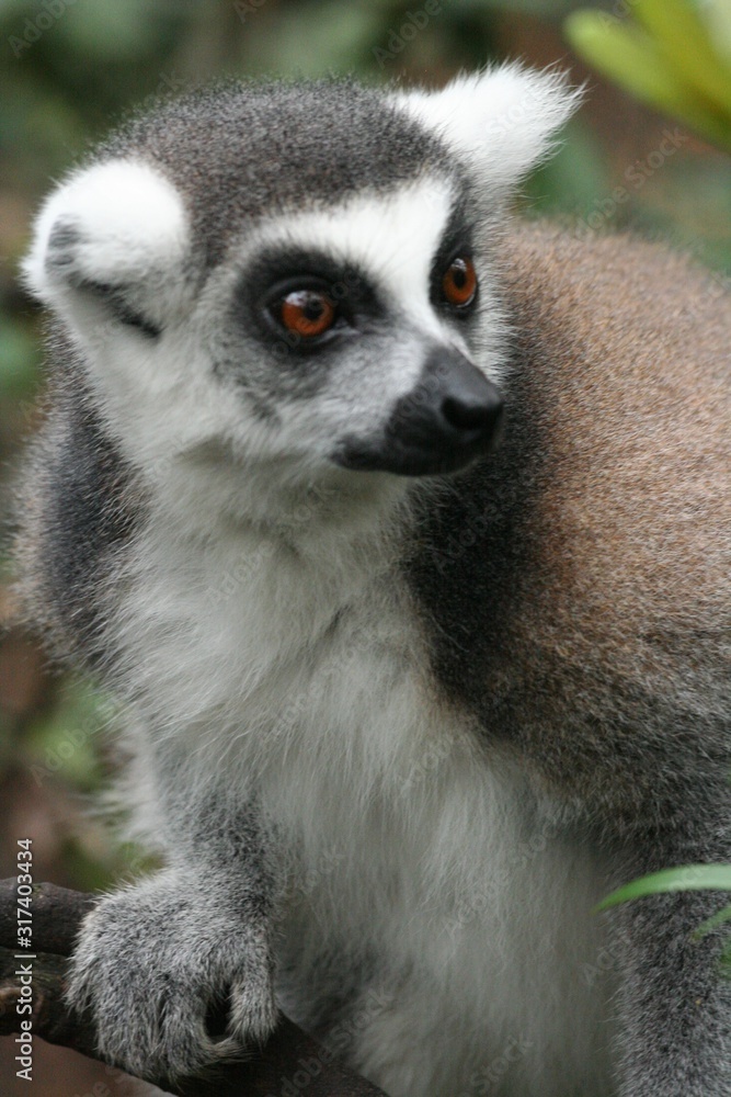 Fototapeta premium monkey