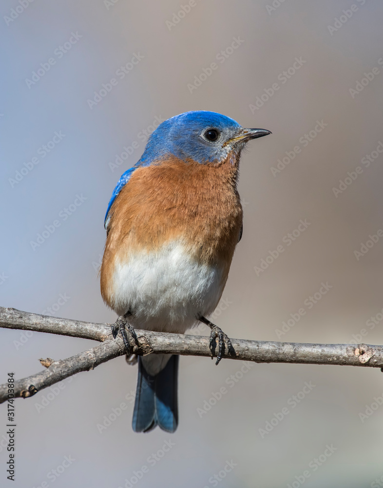 Obraz premium Male Eastern Bluebird on a perch