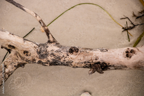 Driftwood on the Beach