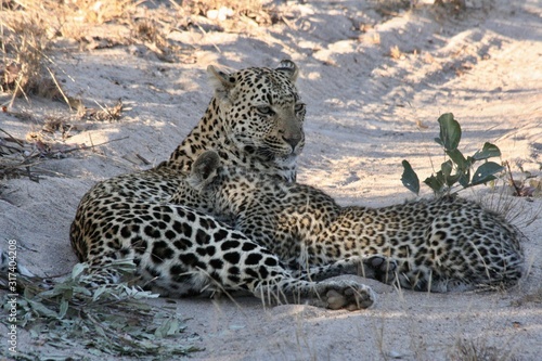 mother leopard