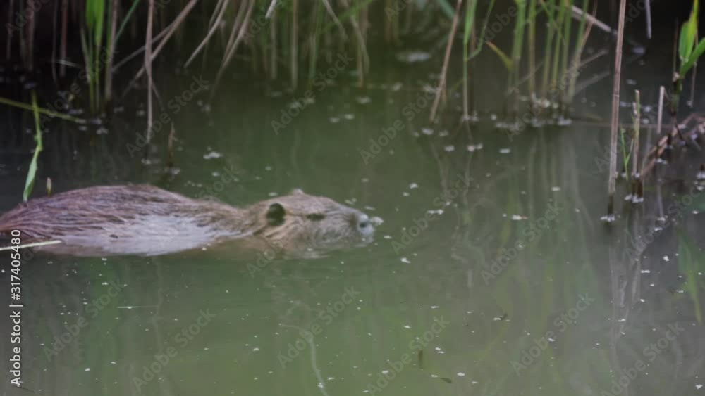 Beaver swimming in river in summer time Beaver swimming in river in summer time