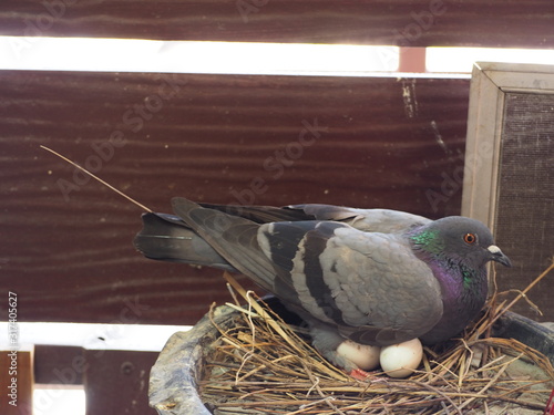 Pigeon hatching eggs.Pigeon with little eggs