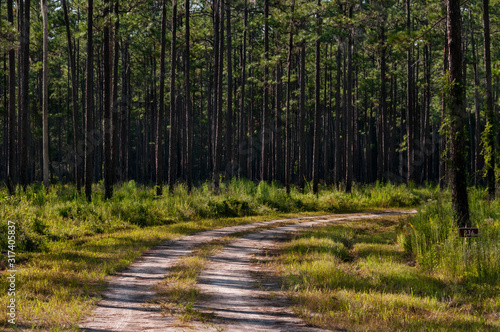 path in the forest