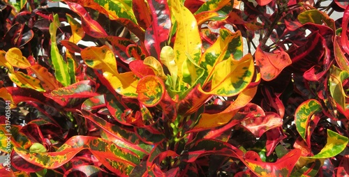 Red Croton leaves background in Florida zoological garden, closeup