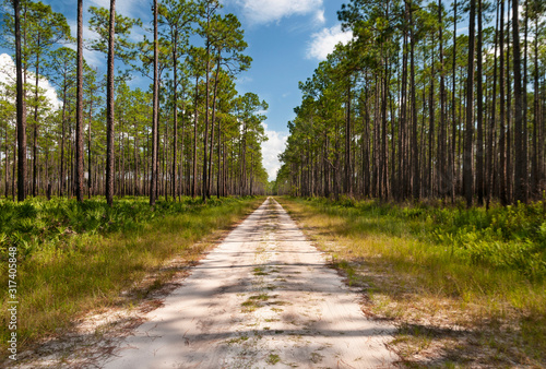 dirt road in the forest