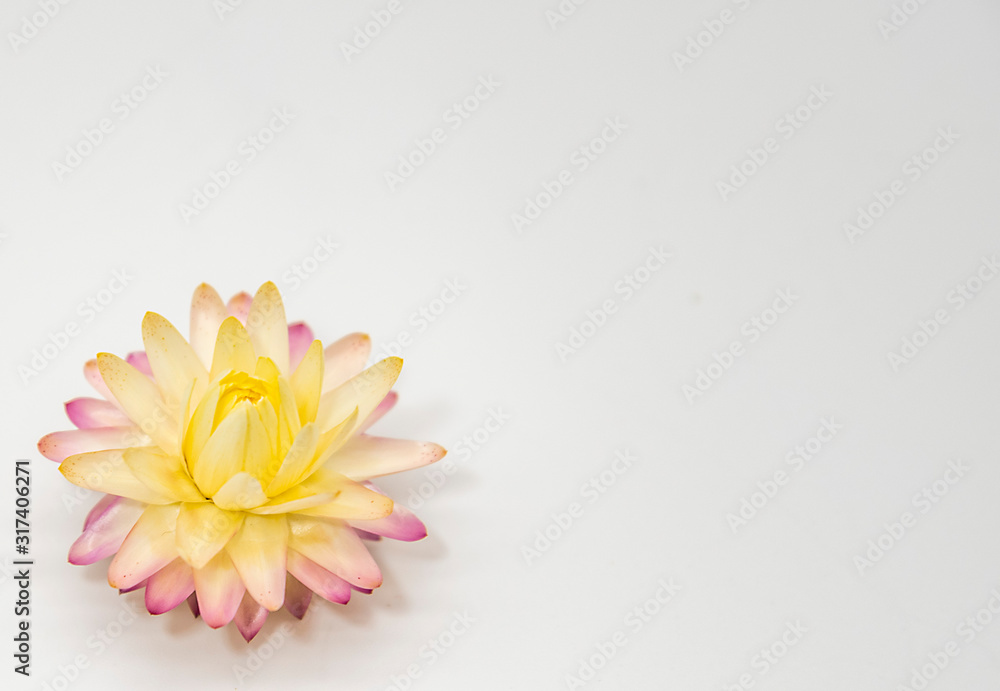 One bright dry flower on a light background.