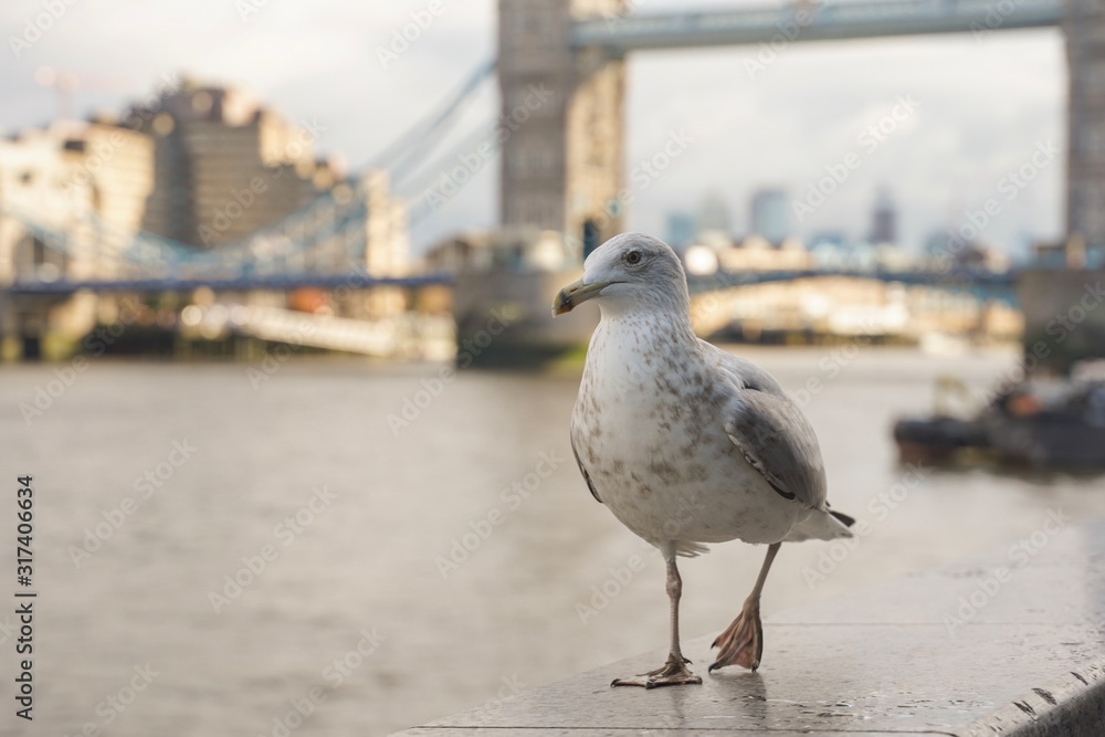 closed up shot of seagull at Tower Bridge London, on a cloudy day. closed up shot of seagull at Tower Bridge London, on a cloudy day.