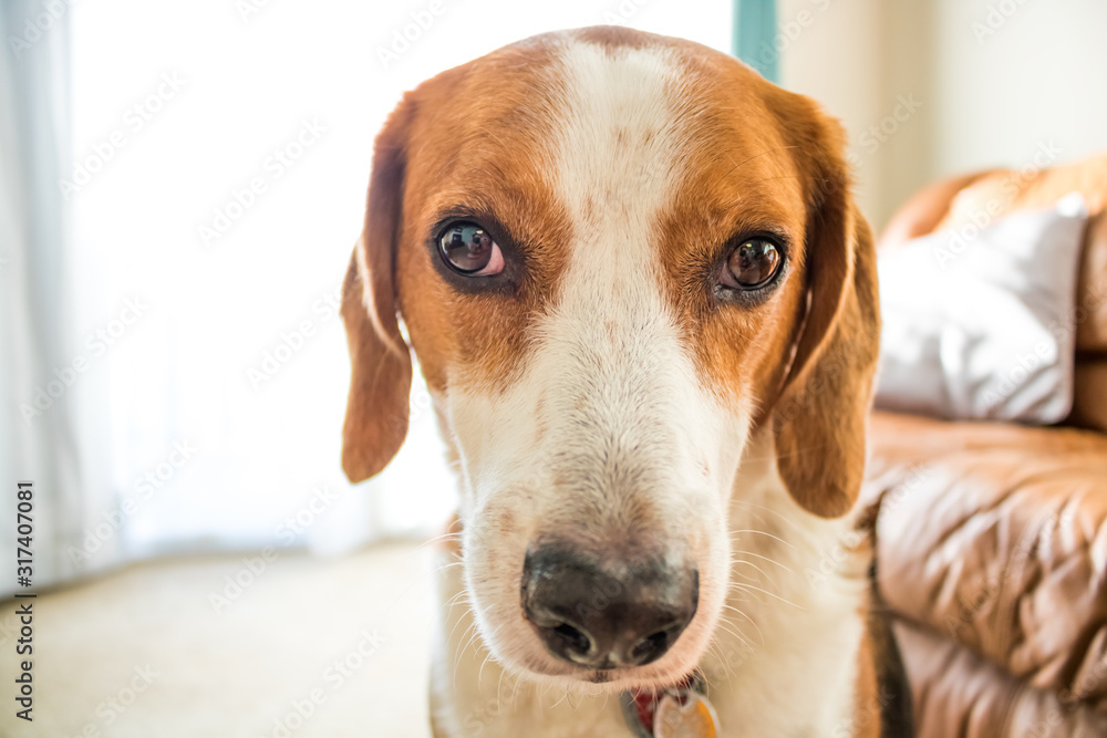 Adorable Beagle hound mix lifestyle head shot portrait