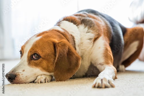 Beagle mix hound dog lounging around the living room