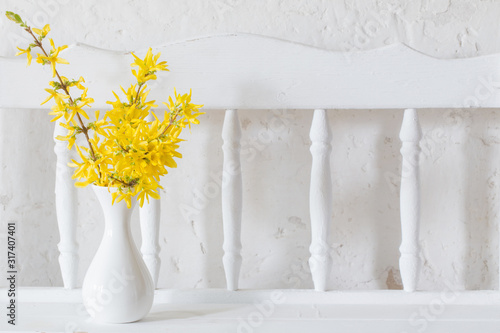 forsythia  in vase on white background photo