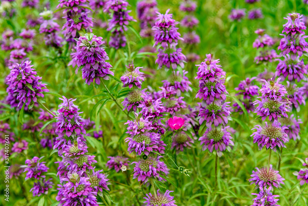Obraz premium AustinSpringFlowers2019-5