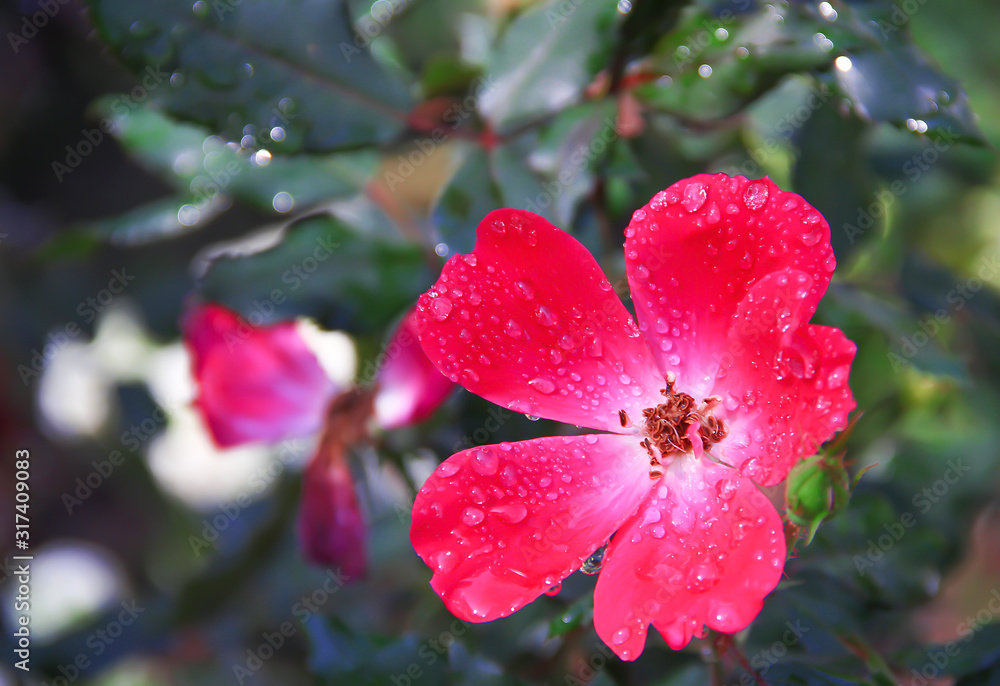 Red rose flower blooming with water drops in nature garden burred black background