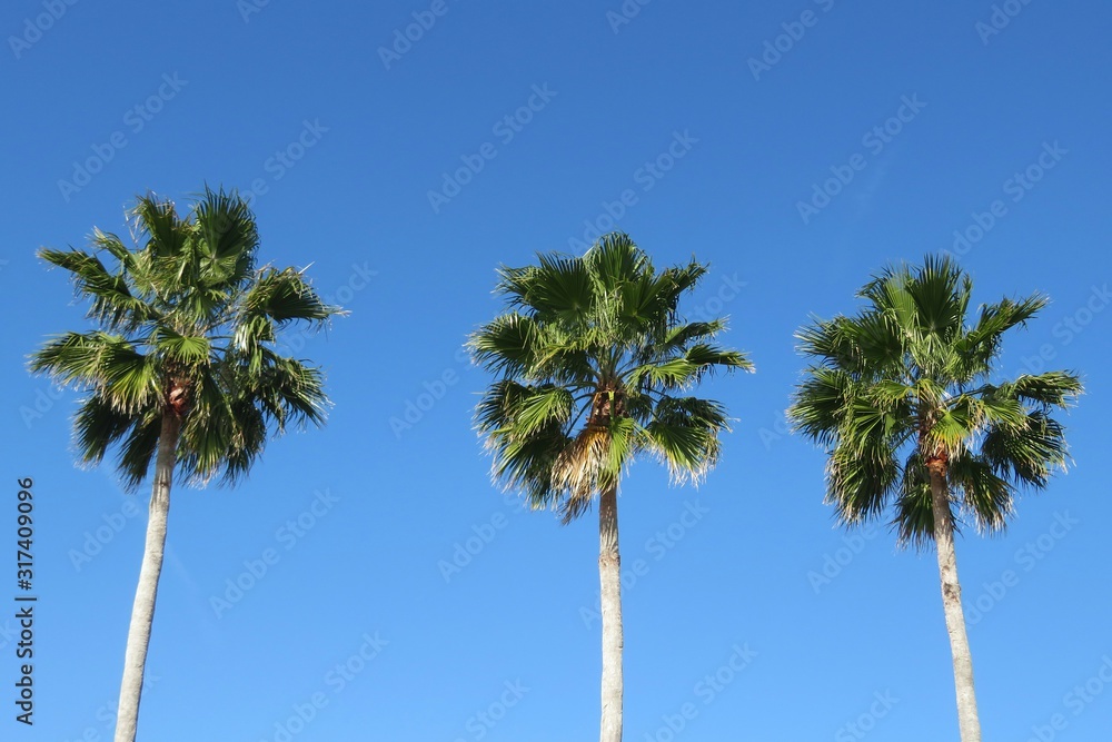 Palm trees against blue sky,  natural background 
