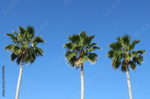 Palm trees against blue sky   natural background 