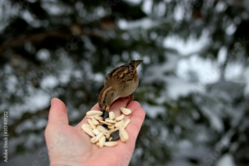 bird in hand © Nikolaj