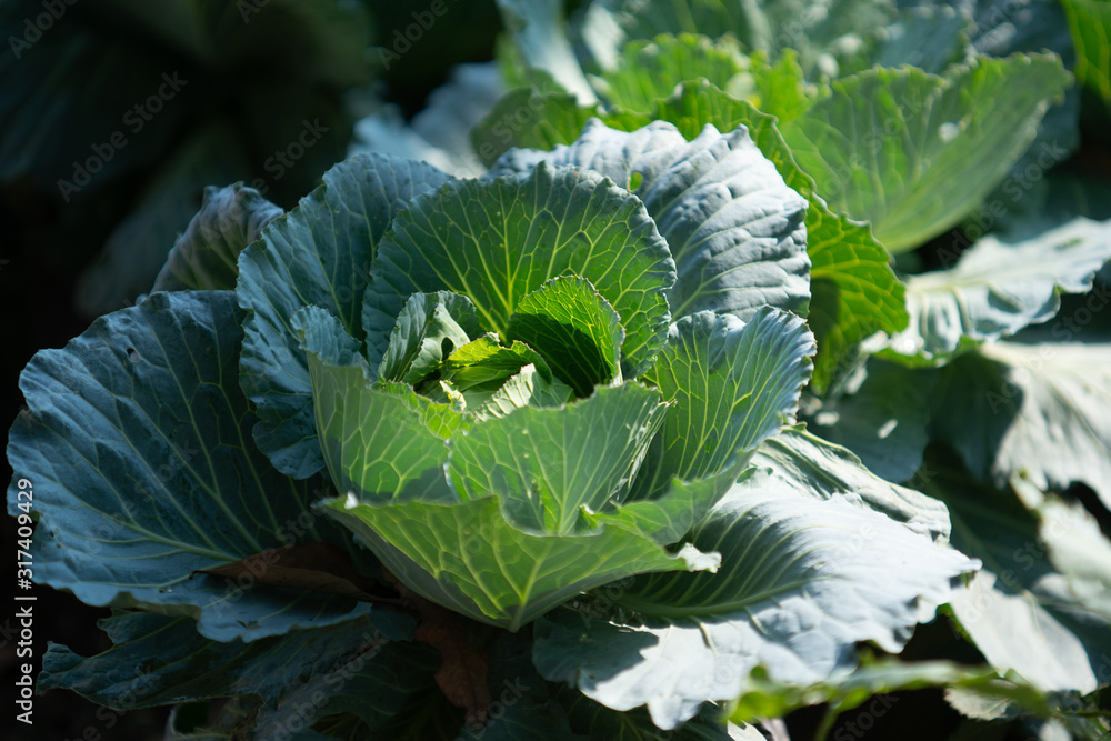 Obraz premium Cauliflower In vegetable plots Grow organic vegetables.