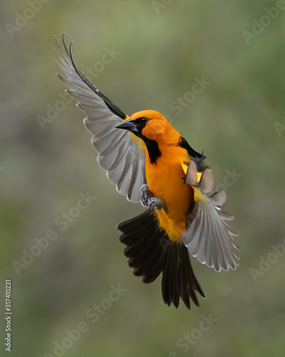 Φωτογραφία Altamira oriole, (icterus gularis) in flight over Rio Grande Valley, Texas