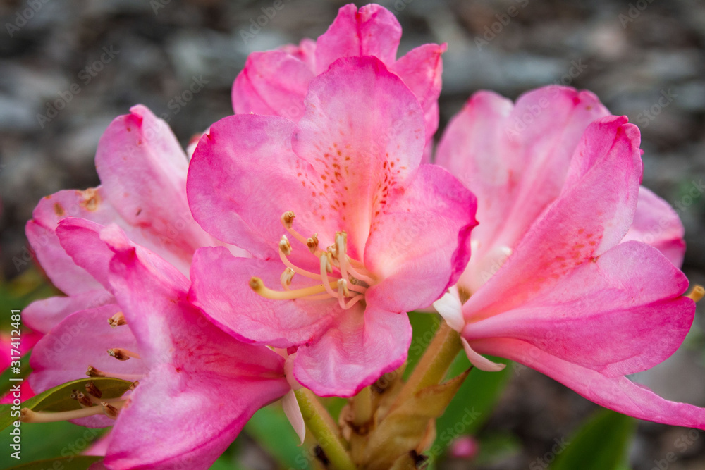 Beautiful, pink flowers of the 'Percy Wiseman' rhododendron Beautiful, pink flowers of the 'Percy Wiseman' rhododendron