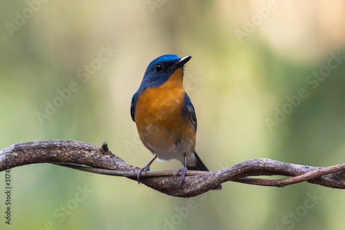 Hill Blue Flycatcher bird on tree branch. © Onkamon